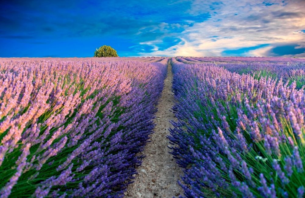 Campos de lavanda queen country olite